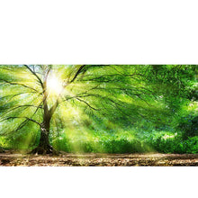 Load image into Gallery viewer, Sunlight Through Trees freeshipping - Beautiful Spaces Store