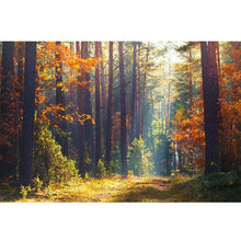 Load image into Gallery viewer, Autumn Forest freeshipping - Beautiful Spaces Store