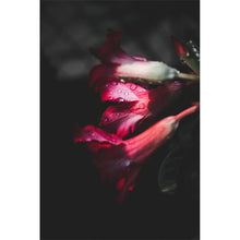 Load image into Gallery viewer, Droplets on Flower Petals freeshipping - Beautiful Spaces Store