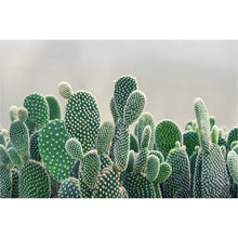 Load image into Gallery viewer, Cactus Green freeshipping - Beautiful Spaces Store