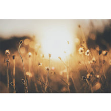 Load image into Gallery viewer, Flower Field freeshipping - Beautiful Spaces Store