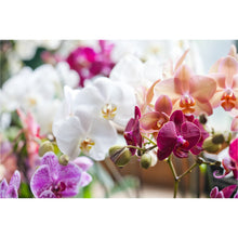 Load image into Gallery viewer, Mixed Orchid freeshipping - Beautiful Spaces Store