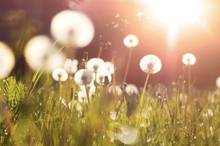 Load image into Gallery viewer, Fluffy Dandelions