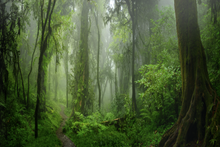 Load image into Gallery viewer, Tropical Jungle