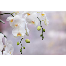 Load image into Gallery viewer, White Orchid freeshipping - Beautiful Spaces Store