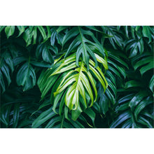 Load image into Gallery viewer, Delicious Monster freeshipping - Beautiful Spaces Store