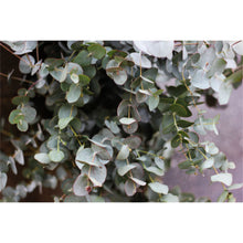 Load image into Gallery viewer, Grey Green Eucalyptus