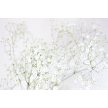Load image into Gallery viewer, Gypsophila Flowers