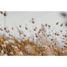 Load image into Gallery viewer, Bunny Tail Grass