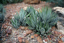 Load image into Gallery viewer, Zebra Succulents