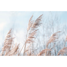 Load image into Gallery viewer, Pampas Grass Blue Sky