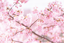 Load image into Gallery viewer, Cherry Blossoms