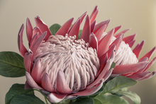 Load image into Gallery viewer, Protea Duo