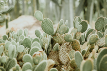 Load image into Gallery viewer, Desert Cacti