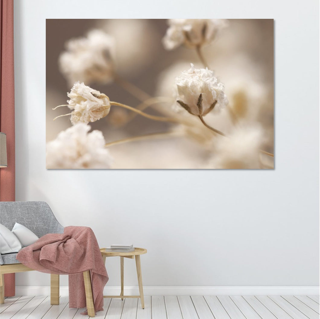Gypsophila Flowers in Detail