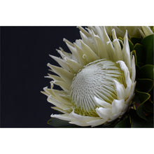 Load image into Gallery viewer, White Protea freeshipping - Beautiful Spaces Store
