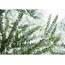 Load image into Gallery viewer, Ferns freeshipping - Beautiful Spaces Store
