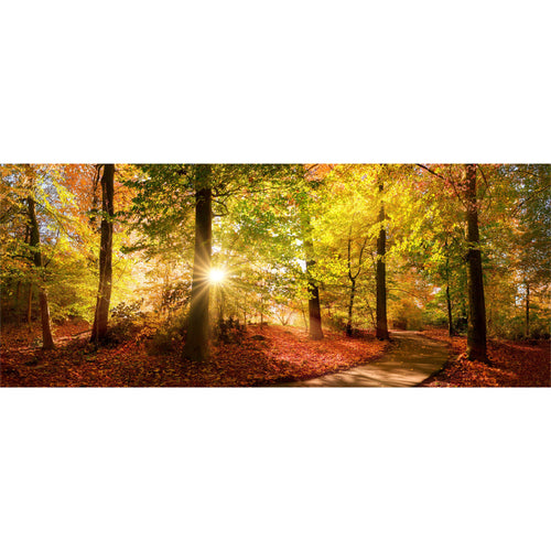 Sunrise in Forest freeshipping - Beautiful Spaces Store