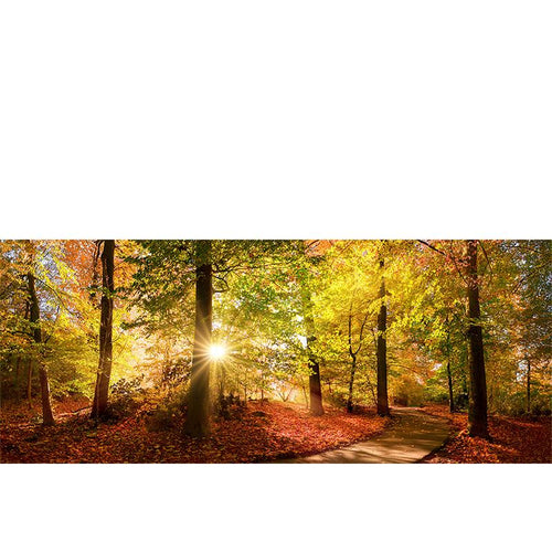 Forest Pathway freeshipping - Beautiful Spaces Store