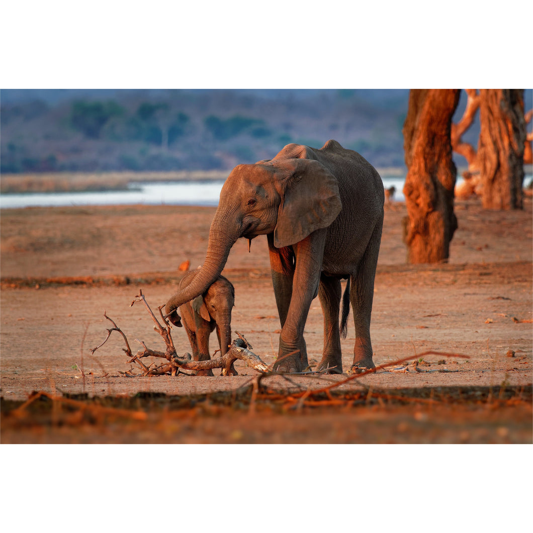 Sunset Mother & Baby Ellies