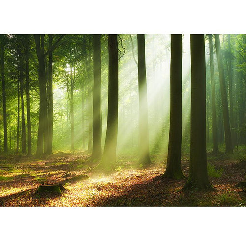 Mystical Forest freeshipping - Beautiful Spaces Store
