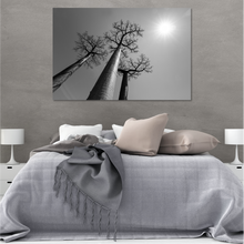 Load image into Gallery viewer, Baobab
