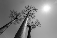 Load image into Gallery viewer, Baobab
