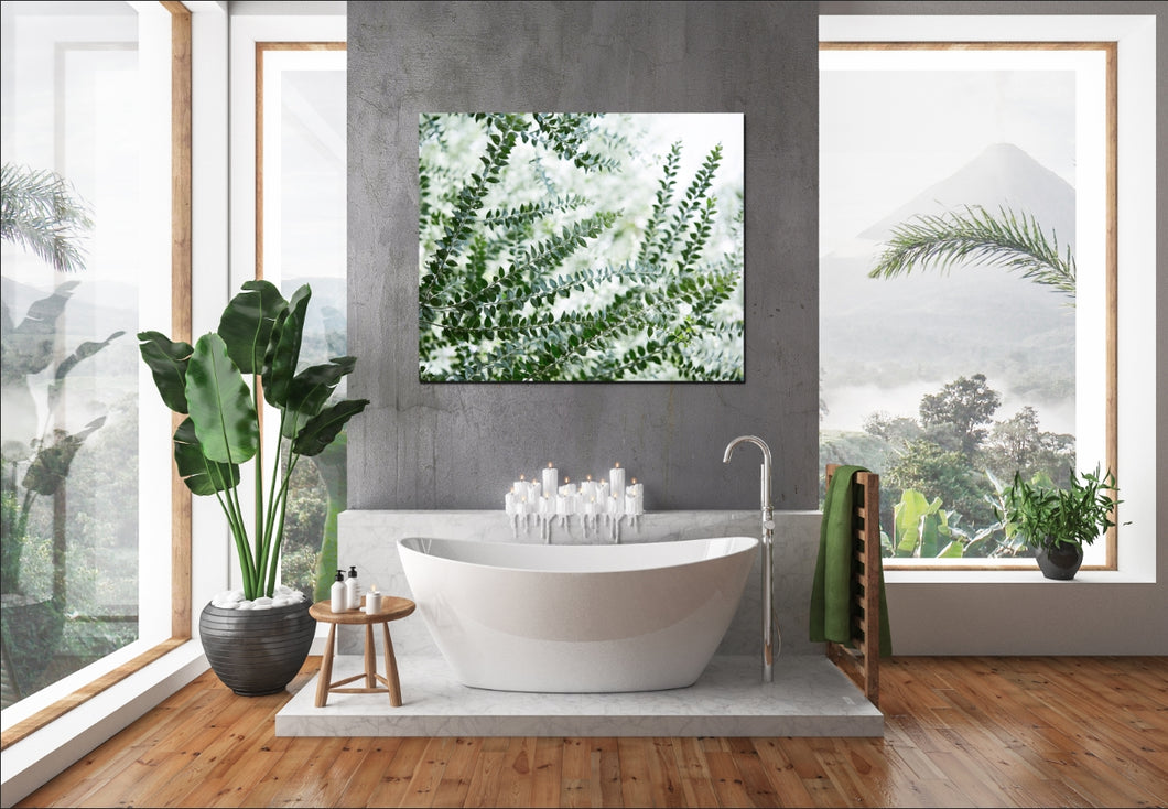 Ferns