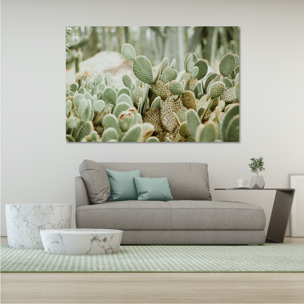 Desert Cacti