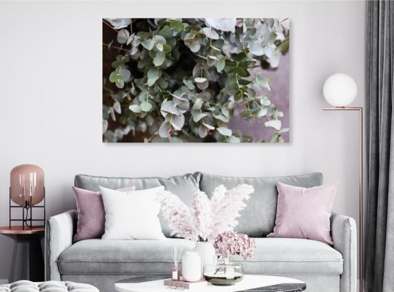 Grey Green Eucalyptus