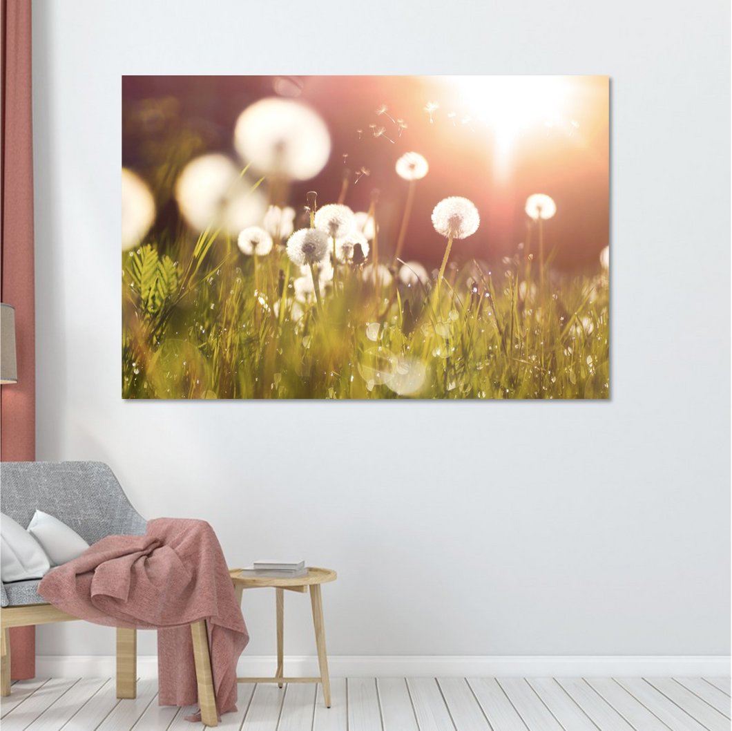 Fluffy Dandelions