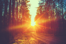 Load image into Gallery viewer, Forest Sunbeams
