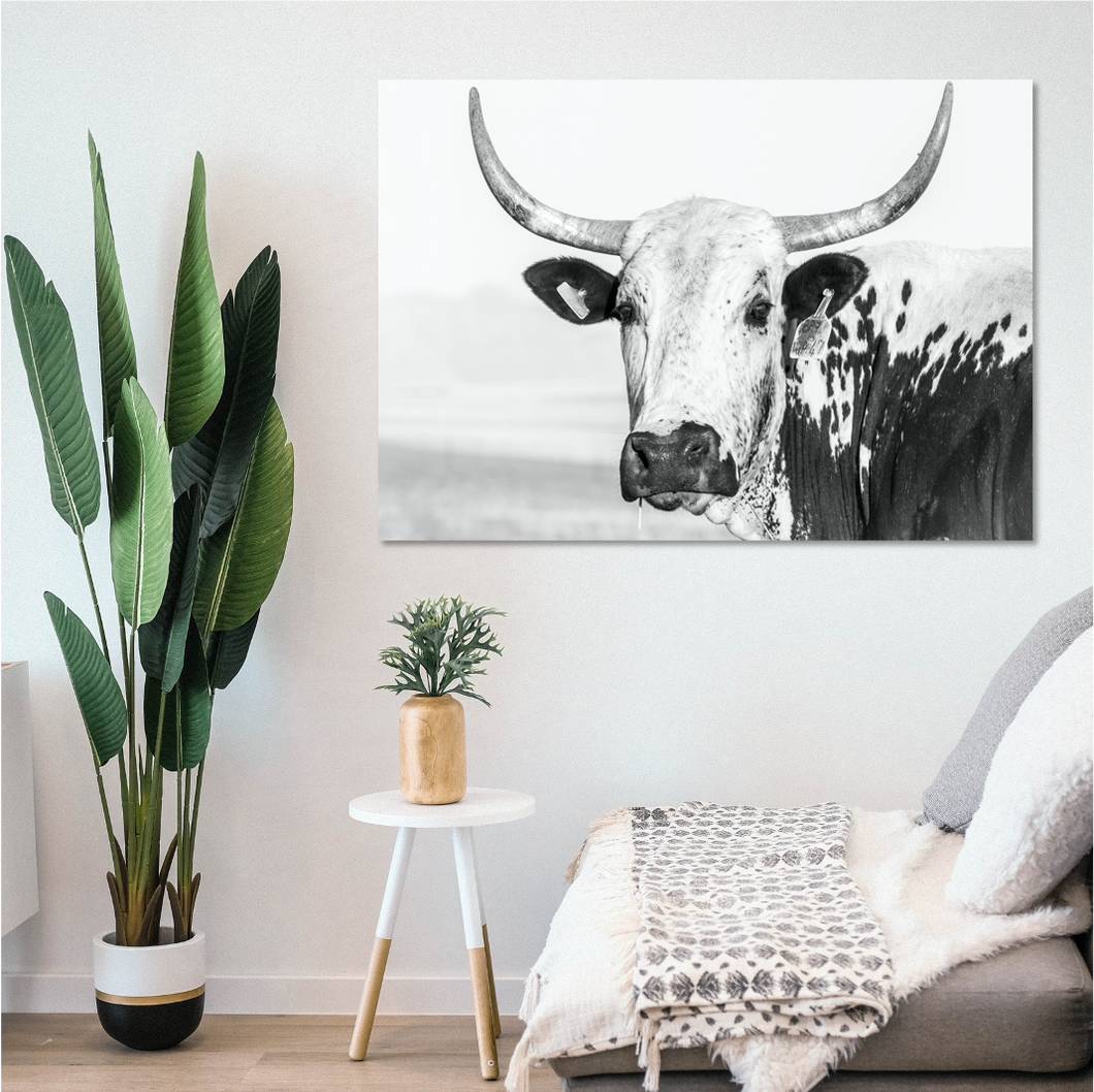 Black and White Nguni