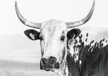 Load image into Gallery viewer, Black and White Nguni
