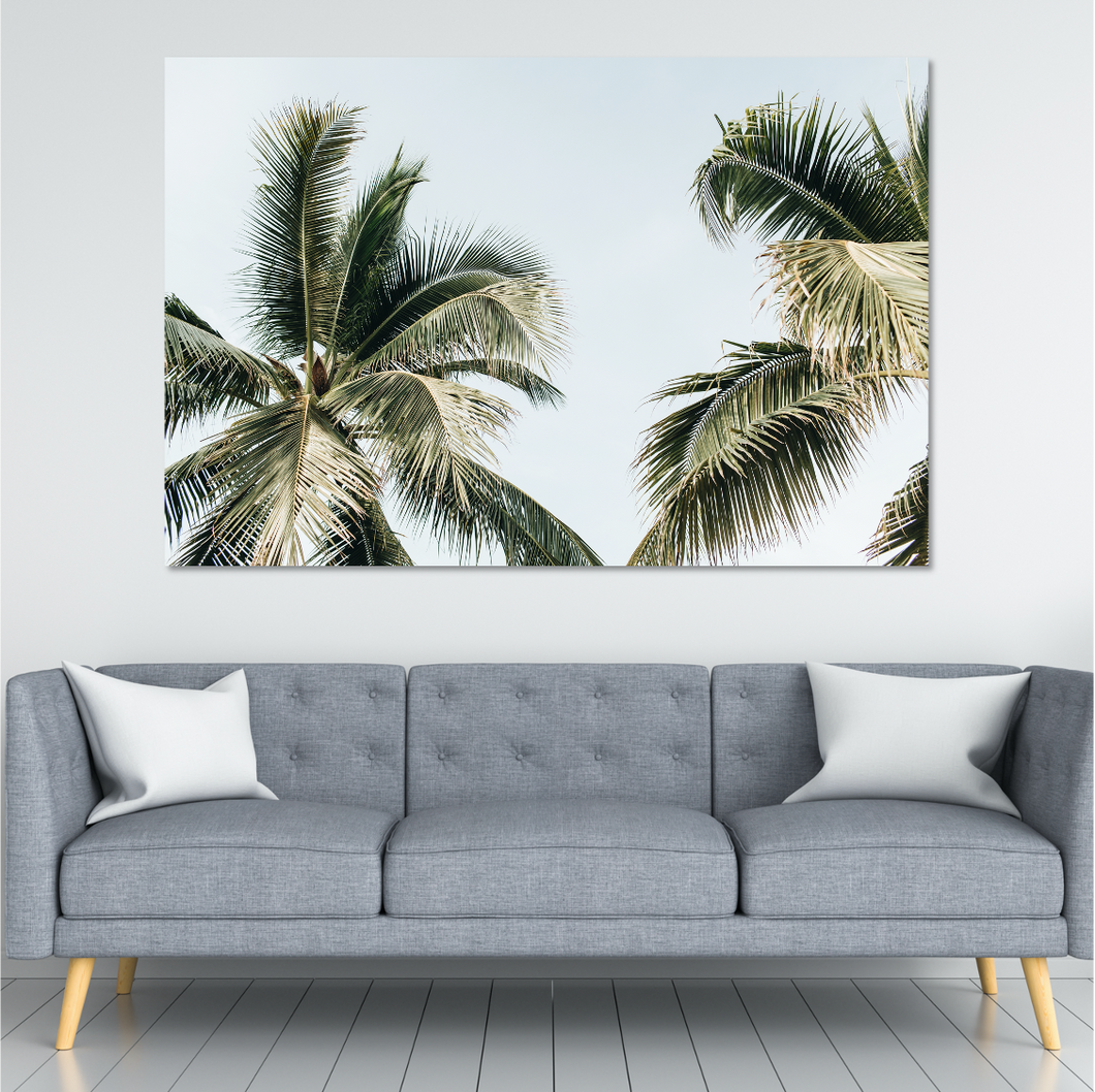 Palm Trees