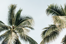 Load image into Gallery viewer, Palm Trees
