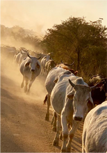 Load image into Gallery viewer, Nguni Walk
