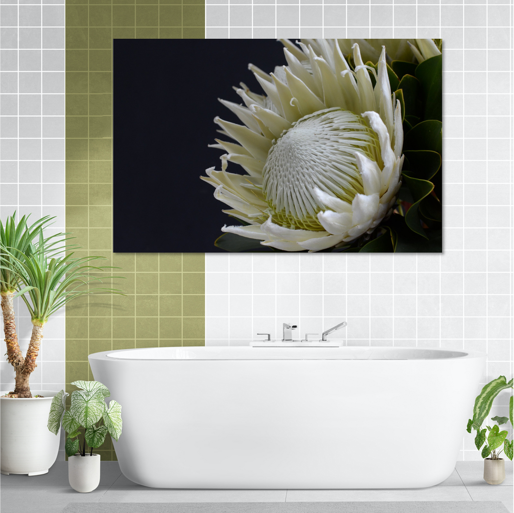 White Protea