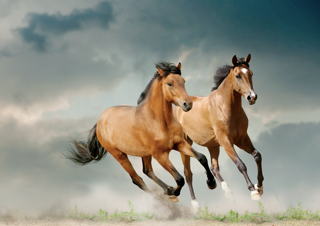 Horses Running Free