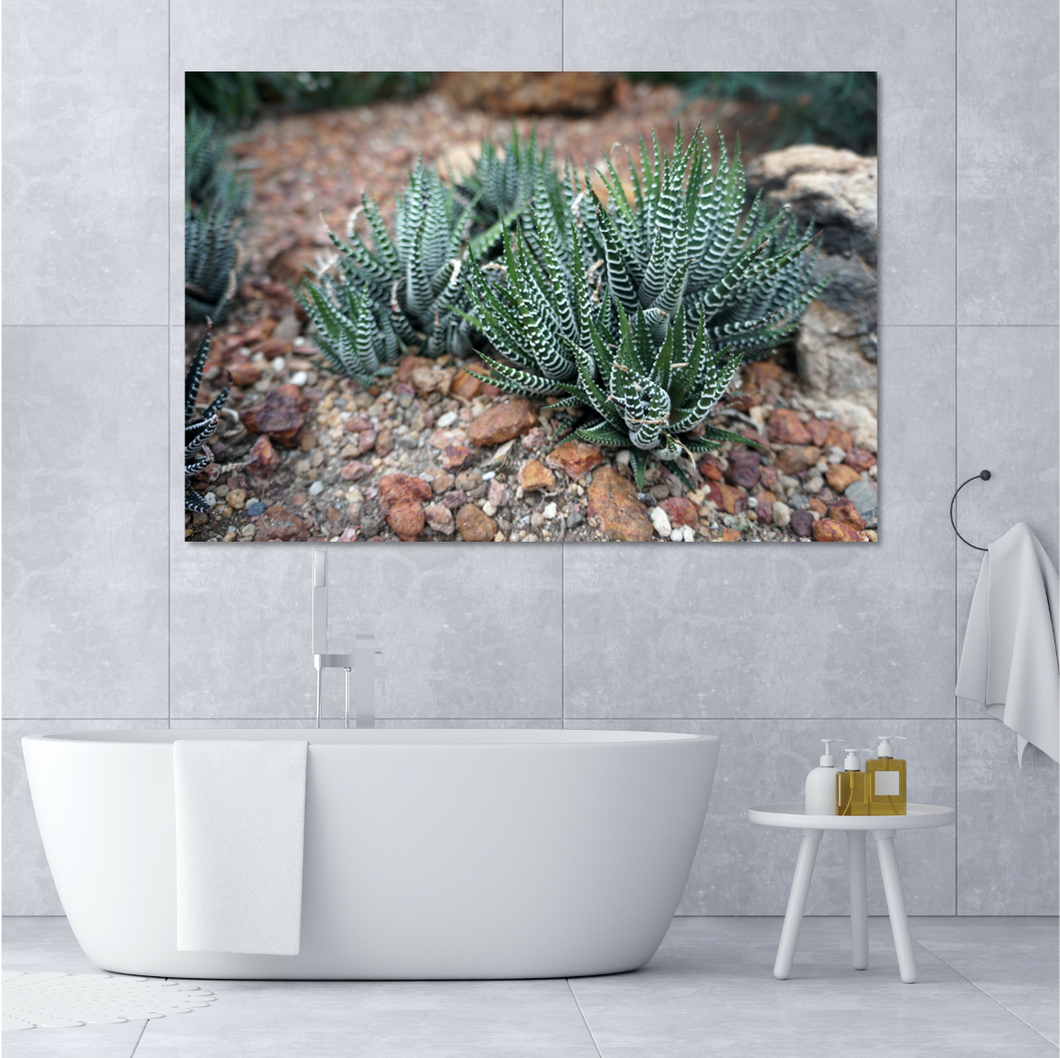 Zebra Succulents