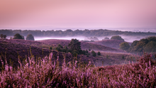 Load image into Gallery viewer, Foggy Purple Sunrise
