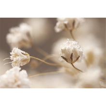 Load image into Gallery viewer, Gypsophila Flowers in Detail
